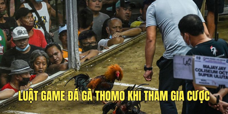 nam-ro-luat-hoi-dau-ke-thomo-truoc-khi-dat-cuoc